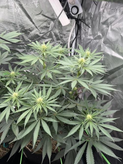 Papaya Bang Bang #2 - Exotic Genetix. Week 10 - Day 64