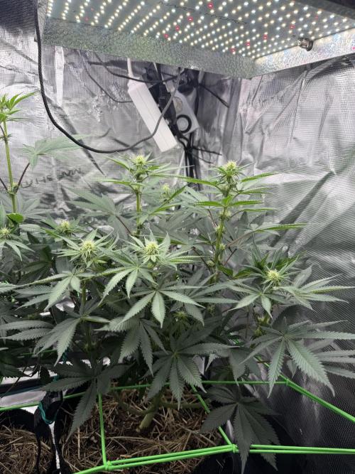 Papaya Bang Bang #2 - Exotic Genetix. Week 10 - Day 64