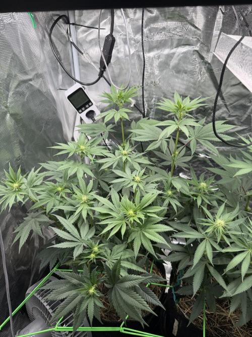 Papaya Bang Bang #1 - Exotic Genetix. Week 10 - Day 64