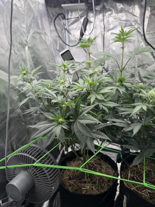 Papaya Bang Bang #1 - Exotic Genetix. Week 10 - Day 64