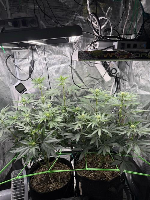 Papaya Bang Bang #1 - Exotic Genetix. Week 10 - Day 64