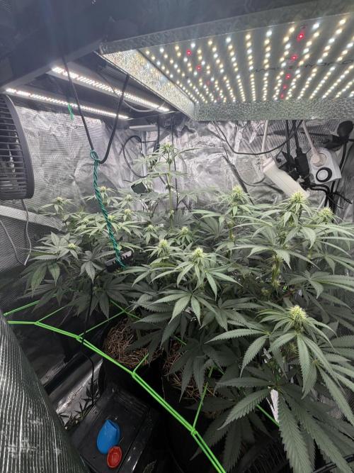 Papaya Bang Bang #1 - Exotic Genetix. Week 10 - Day 68