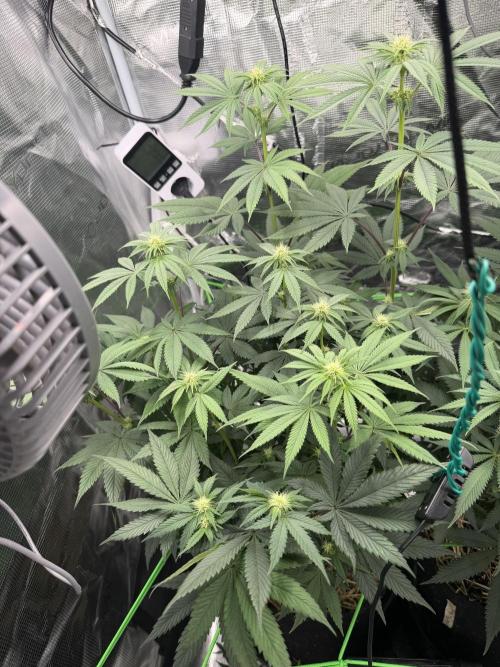 Papaya Bang Bang #1 - Exotic Genetix. Week 10 - Day 68