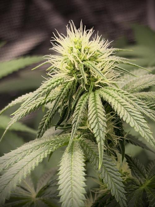 Papaya Bang Bang #2 - Exotic Genetix. Week 10 - Day 68