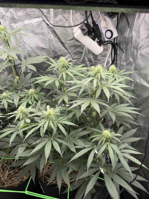 Papaya Bang Bang #2 - Exotic Genetix. Week 10 - Day 68