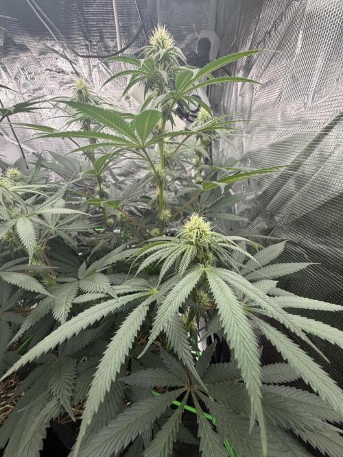 Papaya Bang Bang #2 - Exotic Genetix. Week 10 - Day 68