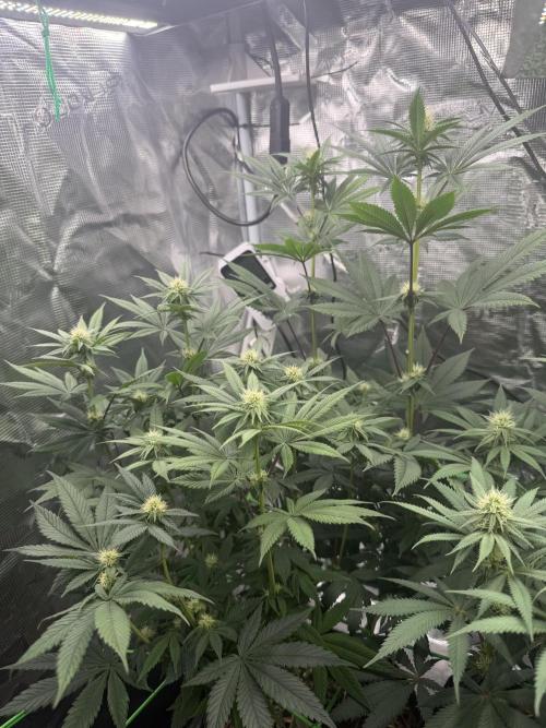 Papaya Bang Bang #1 - Exotic Genetix. Week 11 - Day 71