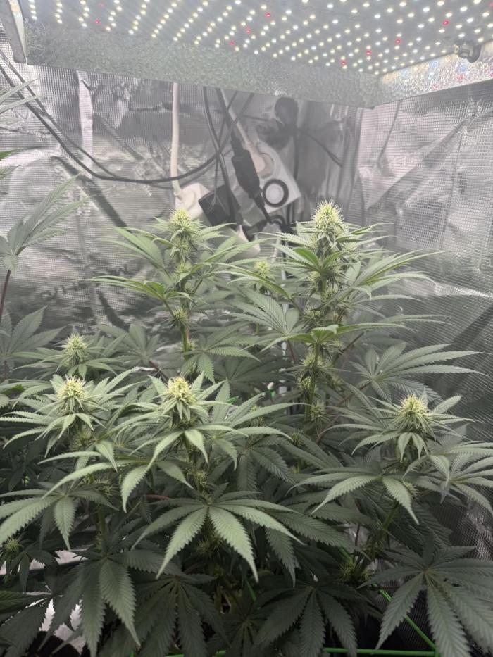 Papaya Bang Bang #2 - Exotic Genetix. Week 11 - Day 71