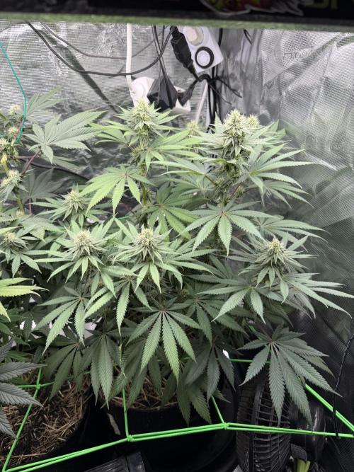 Papaya Bang Bang #2 - Exotic Genetix. Week 11 - Day 76