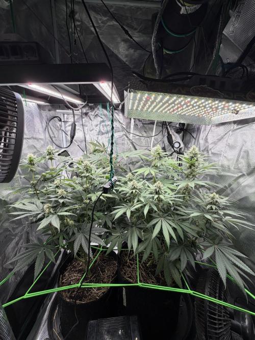 Papaya Bang Bang #2 - Exotic Genetix. Week 11 - Day 76