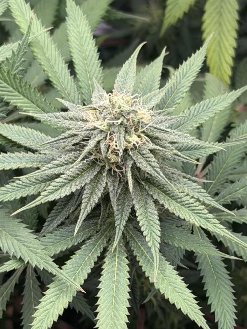 Papaya Bang Bang #2 - Exotic Genetix. Week 12 - Day 79