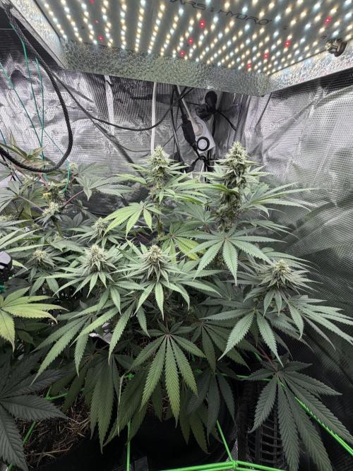 Papaya Bang Bang #2 - Exotic Genetix. Week 12 - Day 79