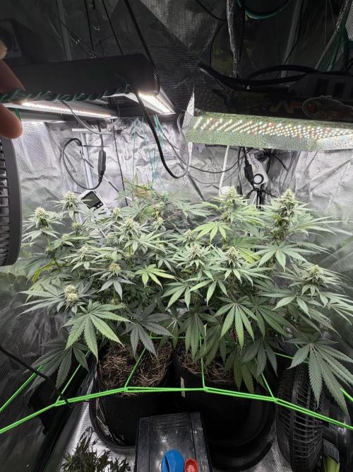 Papaya Bang Bang #1 - Exotic Genetix. Week 12 - Day 79