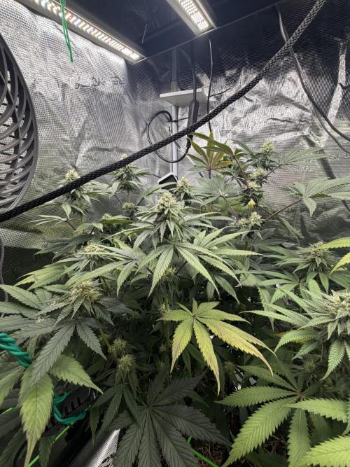 Papaya Bang Bang #1 - Exotic Genetix. Week 12 - Day 83