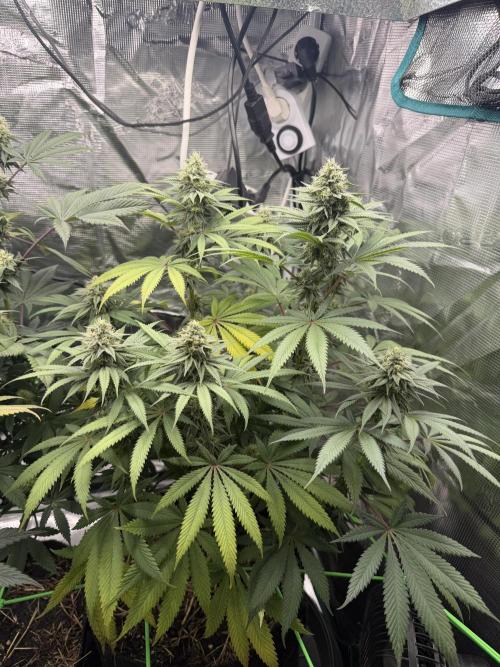 Papaya Bang Bang #2 - Exotic Genetix. Week 12 - Day 83