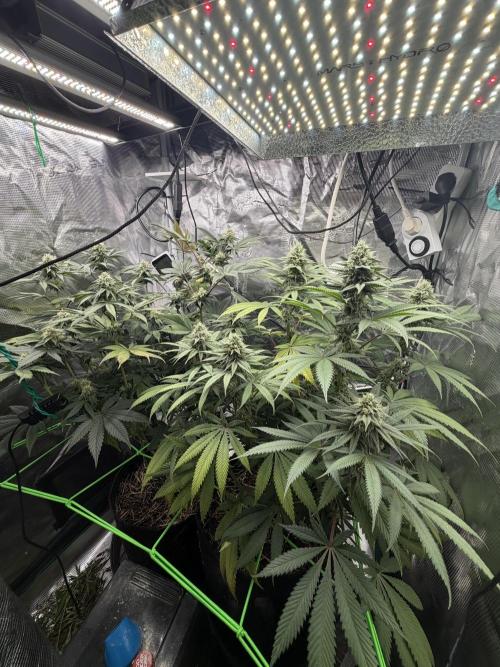 Papaya Bang Bang #2 - Exotic Genetix. Week 12 - Day 83