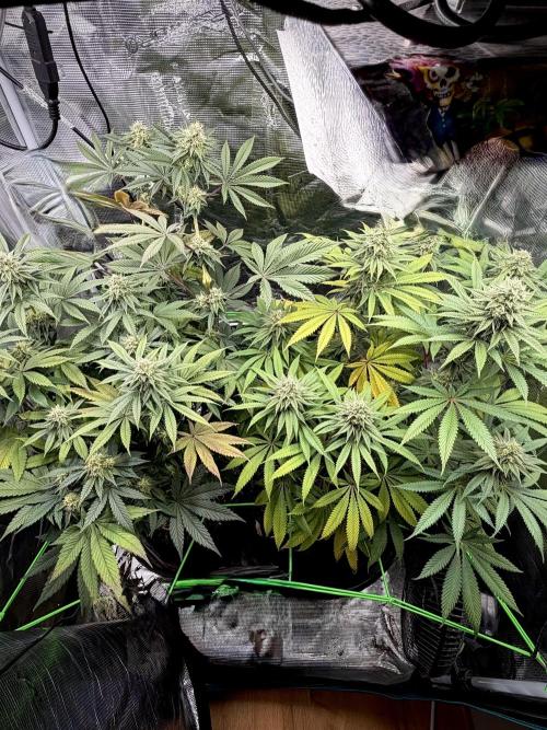 Papaya Bang Bang #1 - Exotic Genetix. Week 12 - Day 84