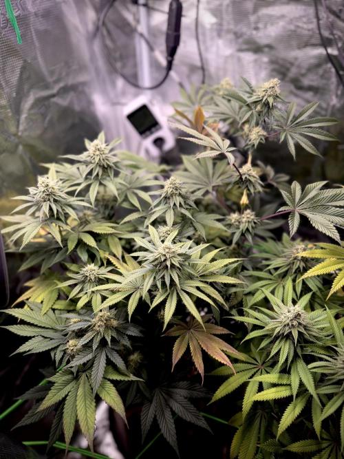 Papaya Bang Bang #1 - Exotic Genetix. Week 12 - Day 84