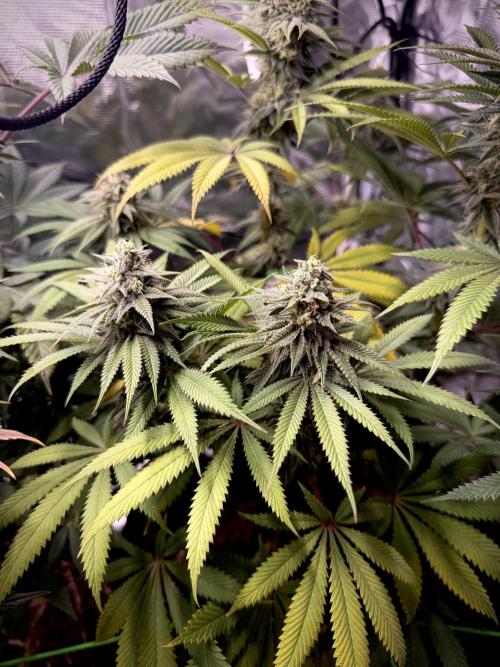 Papaya Bang Bang #2 - Exotic Genetix. Week 12