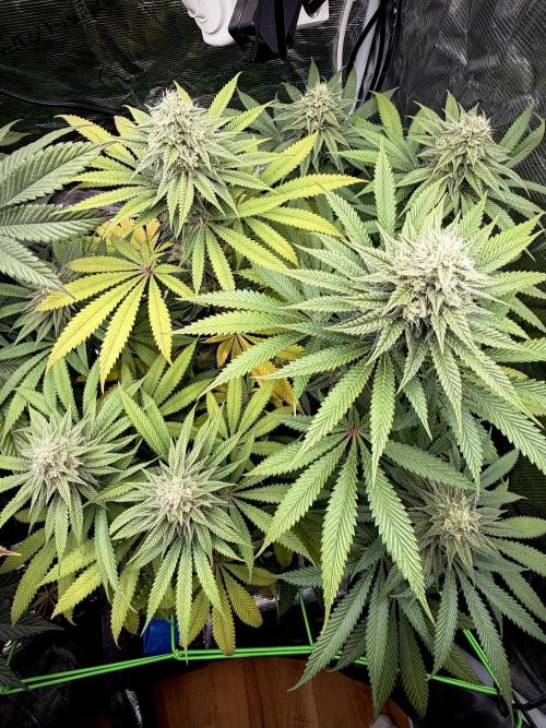 Papaya Bang Bang #2 - Exotic Genetix. Week 12