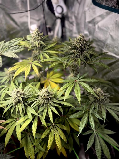 Papaya Bang Bang #2 - Exotic Genetix. Week 12