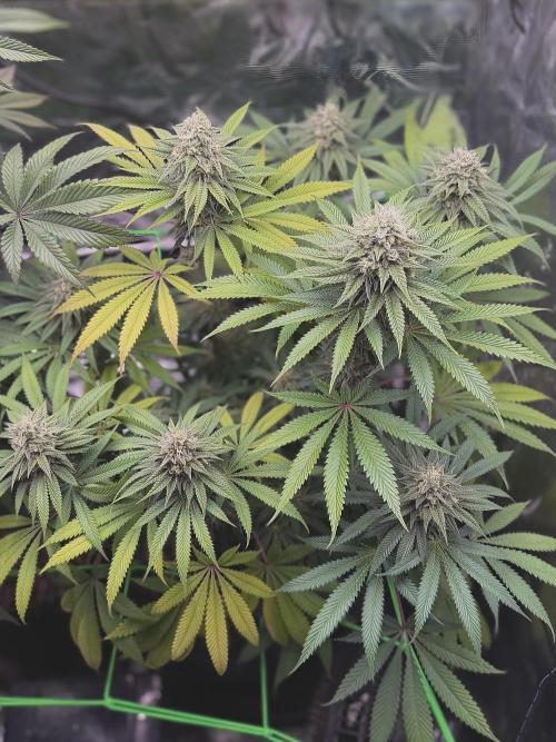 Papaya Bang Bang #2 - Exotic Genetix. Week 13 - Day 92