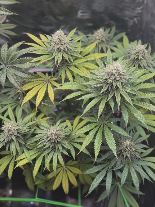 Papaya Bang Bang #2 - Exotic Genetix. Week 13 - Day 92