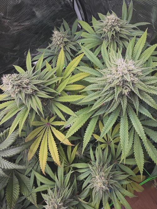 Papaya Bang Bang #2 - Exotic Genetix. Week 13 - Day 92