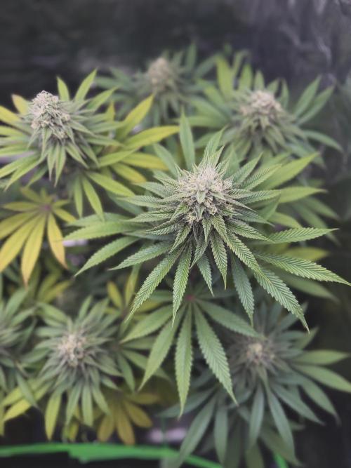 Papaya Bang Bang #2 - Exotic Genetix. Week 13 - Day 92