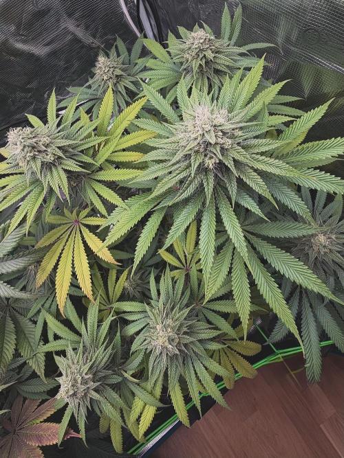 Papaya Bang Bang #2 - Exotic Genetix. Week 13 - Day 92