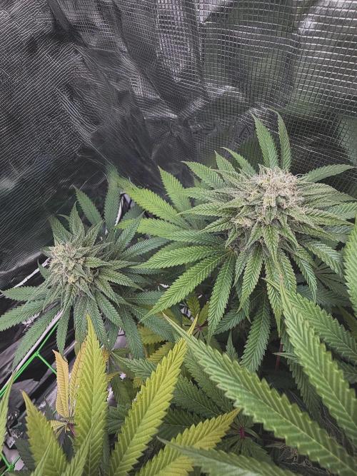Papaya Bang Bang #2 - Exotic Genetix. Week 13 - Day 92