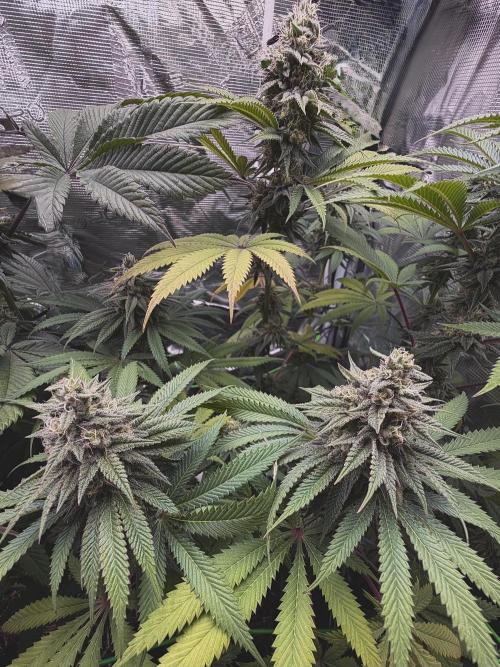 Papaya Bang Bang #2 - Exotic Genetix. Week 13 - Day 92