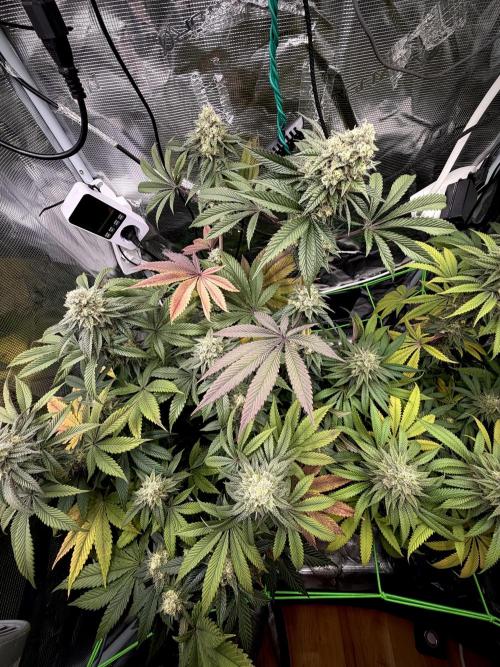 Papaya Bang Bang #1 - Exotic Genetix. Week 13 - Day 96