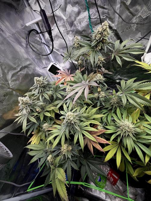 Papaya Bang Bang #1 - Exotic Genetix. Week 13 - Day 96