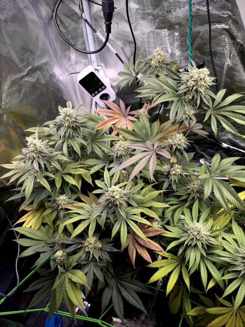 Papaya Bang Bang #1 - Exotic Genetix. Week 13 - Day 96