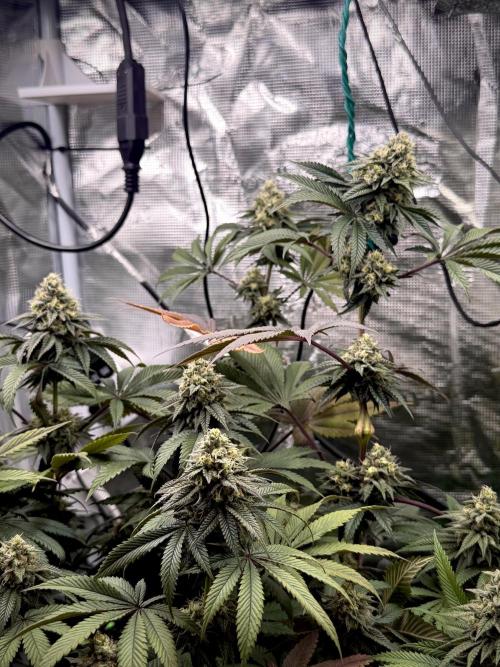 Papaya Bang Bang #1 - Exotic Genetix. Week 13 - Day 96