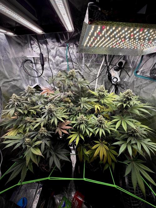 Papaya Bang Bang #1 - Exotic Genetix. Week 13 - Day 96