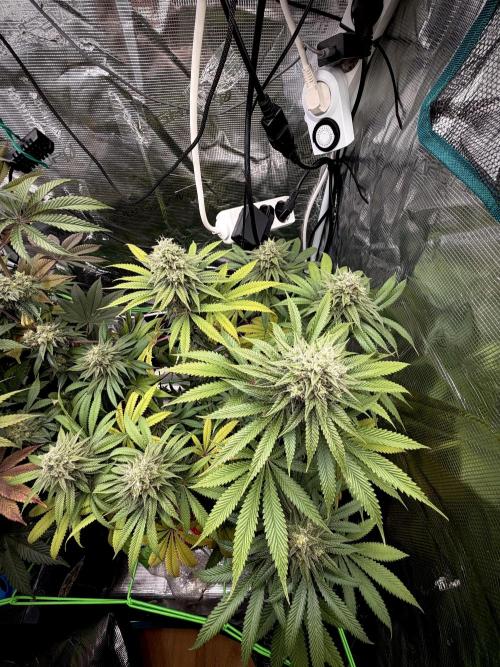 Papaya Bang Bang #2 - Exotic Genetix. Week 13 - Day 96