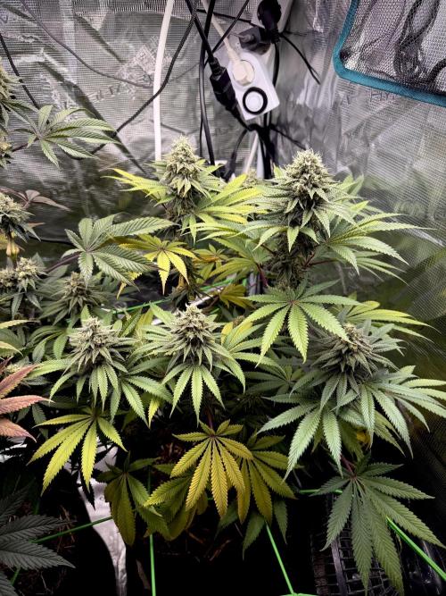 Papaya Bang Bang #2 - Exotic Genetix. Week 13 - Day 96