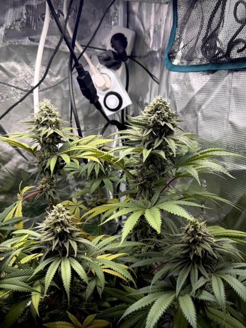 Papaya Bang Bang #2 - Exotic Genetix. Week 13 - Day 96