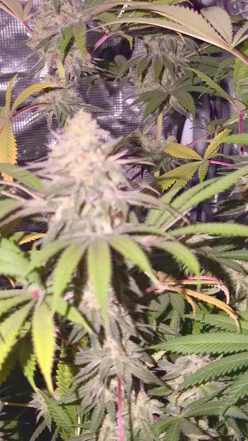 Papaya Bang Bang #2 - Exotic Genetix