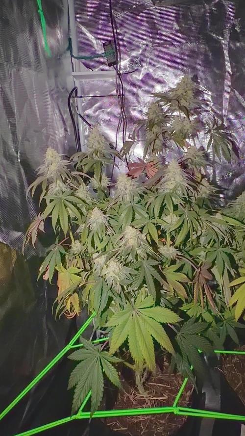 Papaya Bang Bang #1 - Exotic Genetix