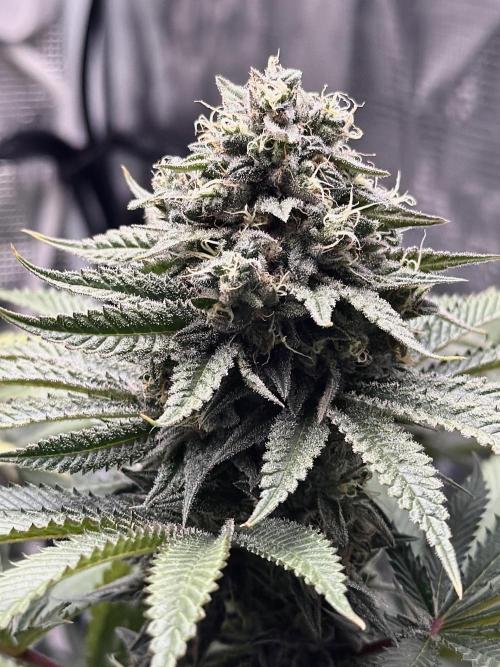 Papaya Bang Bang #1 - Exotic Genetix. Week 14 - Day 99