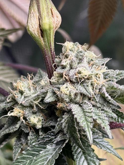 Papaya Bang Bang #1 - Exotic Genetix. Week 14 - Day 99