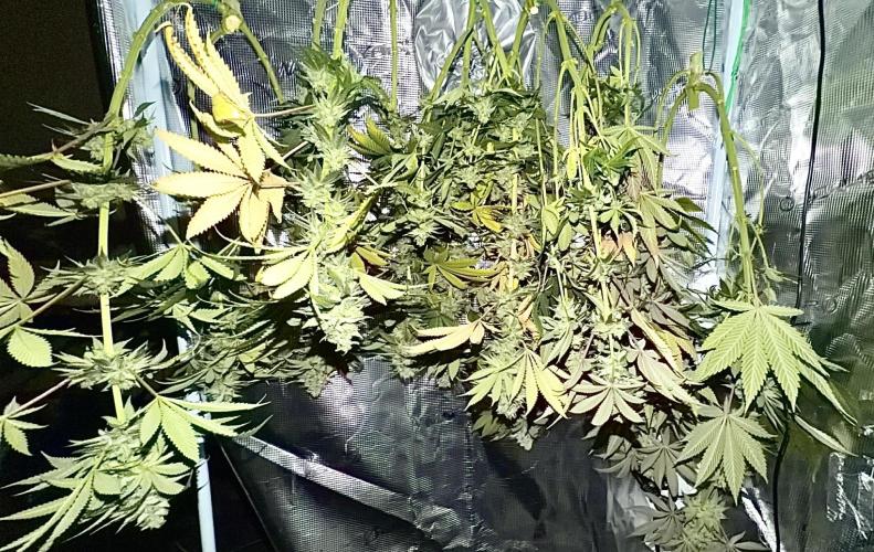 Papaya Bang Bang #1 - Exotic Genetix. Week 14 - Day 99