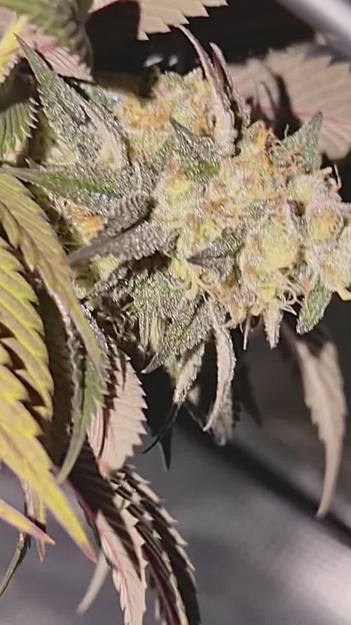 Papaya Bang Bang #1 - Exotic Genetix