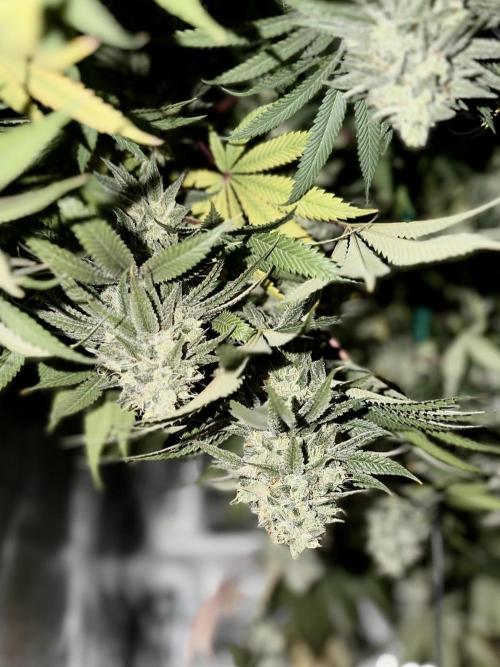 Papaya Bang Bang #2 - Exotic Genetix. Week 14 - Day 99