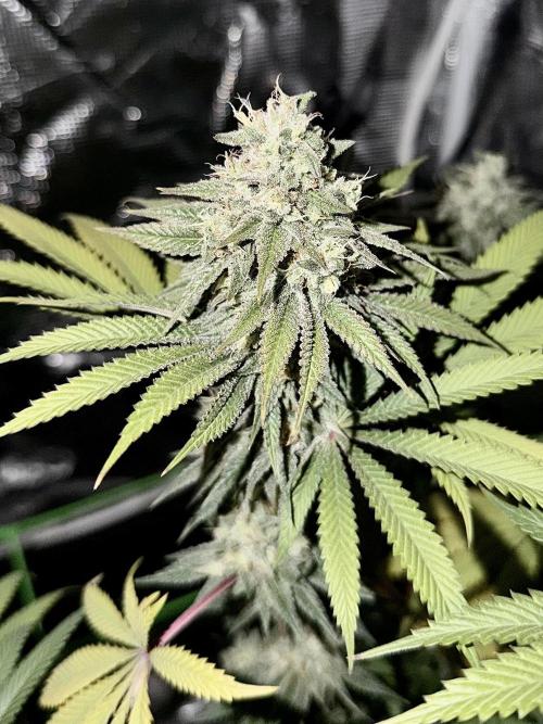 Papaya Bang Bang #2 - Exotic Genetix. Week 14 - Day 99