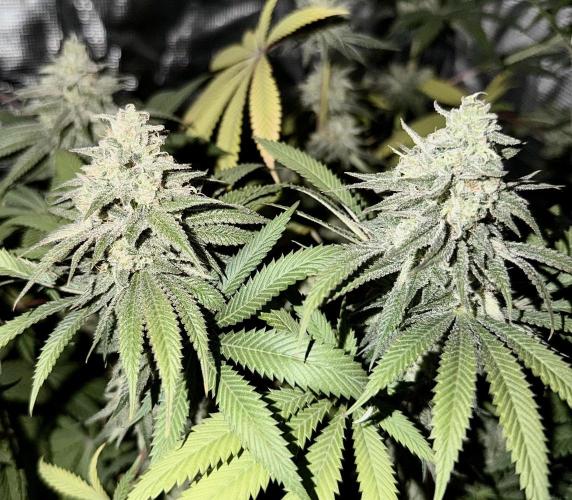 Papaya Bang Bang #2 - Exotic Genetix. Week 14 - Day 99