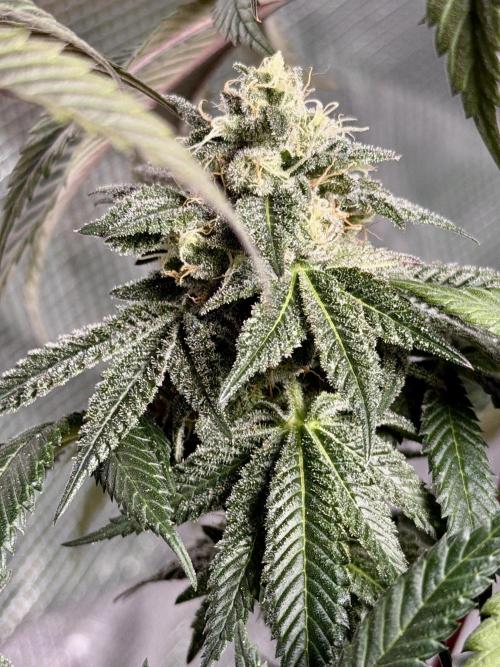 Papaya Bang Bang #2 - Exotic Genetix. Week 14 - Day 99